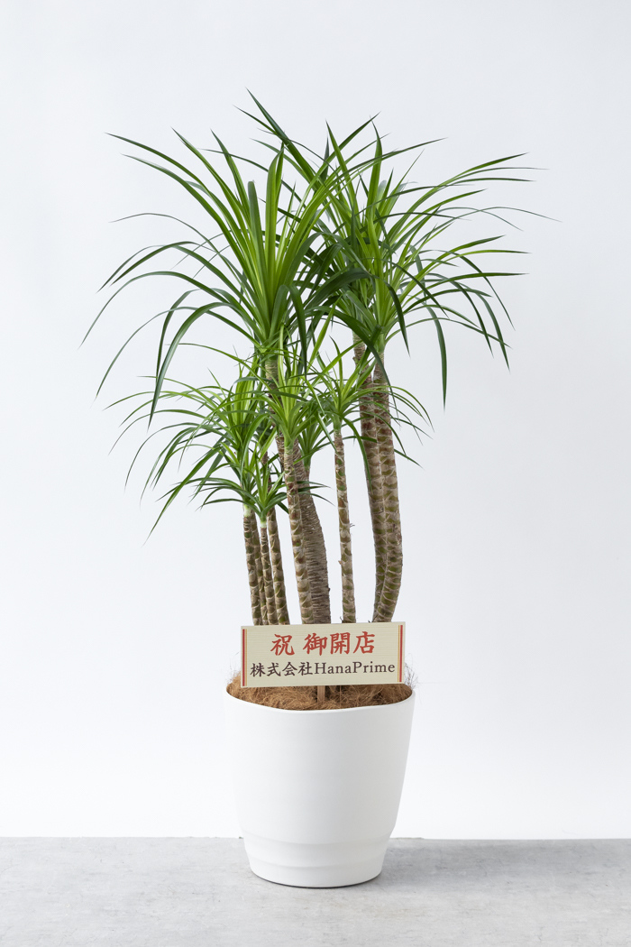 観葉植物 ドラセナ カンボジアーナ（10号鉢）｜HanaPrime（ハナプライム）