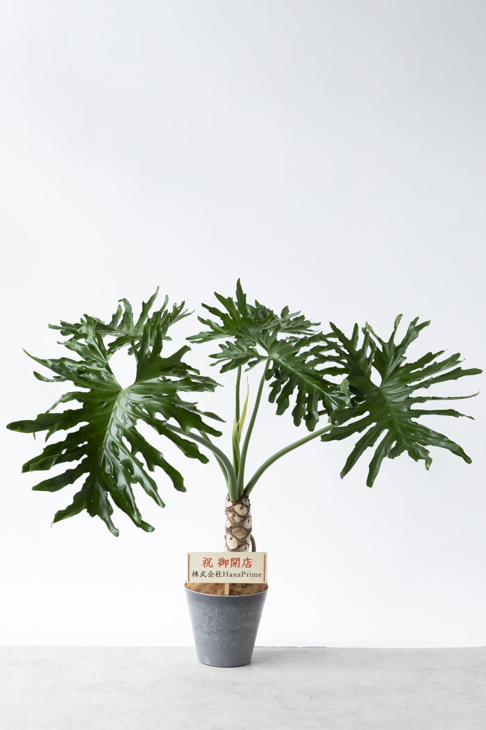 観葉植物 フィロデンドロン セローム根上り（8号鉢）｜HanaPrime（ハナ