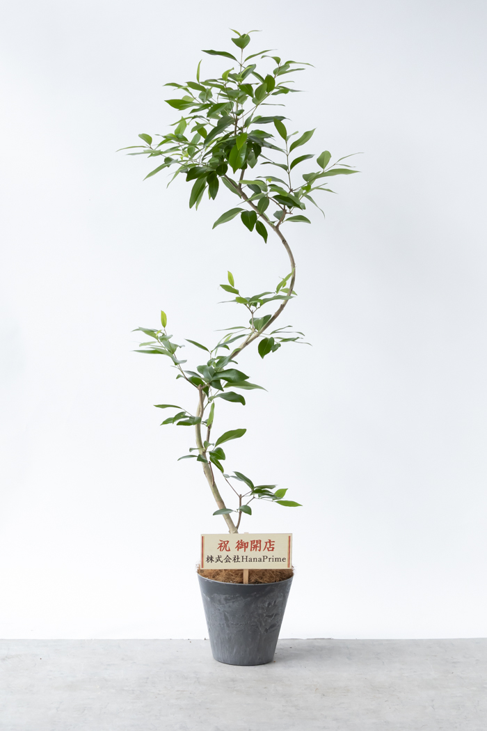 Lサイズの観葉植物（8号鉢）100cm～150cm｜HanaPrime（ハナプライム）