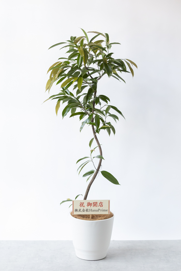 観葉植物 フィカス アムステルダムキング 曲がり（10号鉢）｜HanaPrime