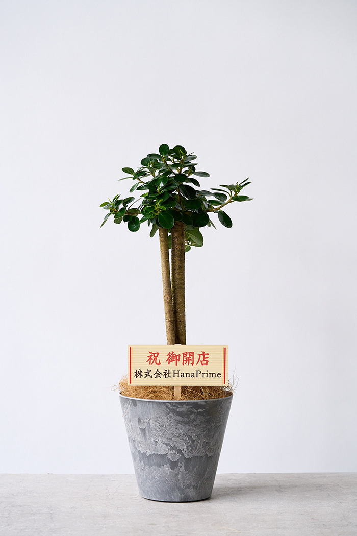 観葉植物 パンダガジュマル（6号鉢）｜HanaPrime（ハナプライム）