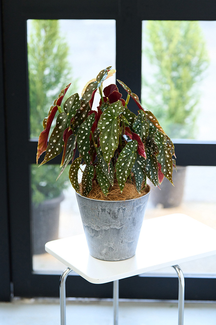 観葉植物 ベゴニア マクラータ（6号鉢）｜HanaPrime（ハナプライム）