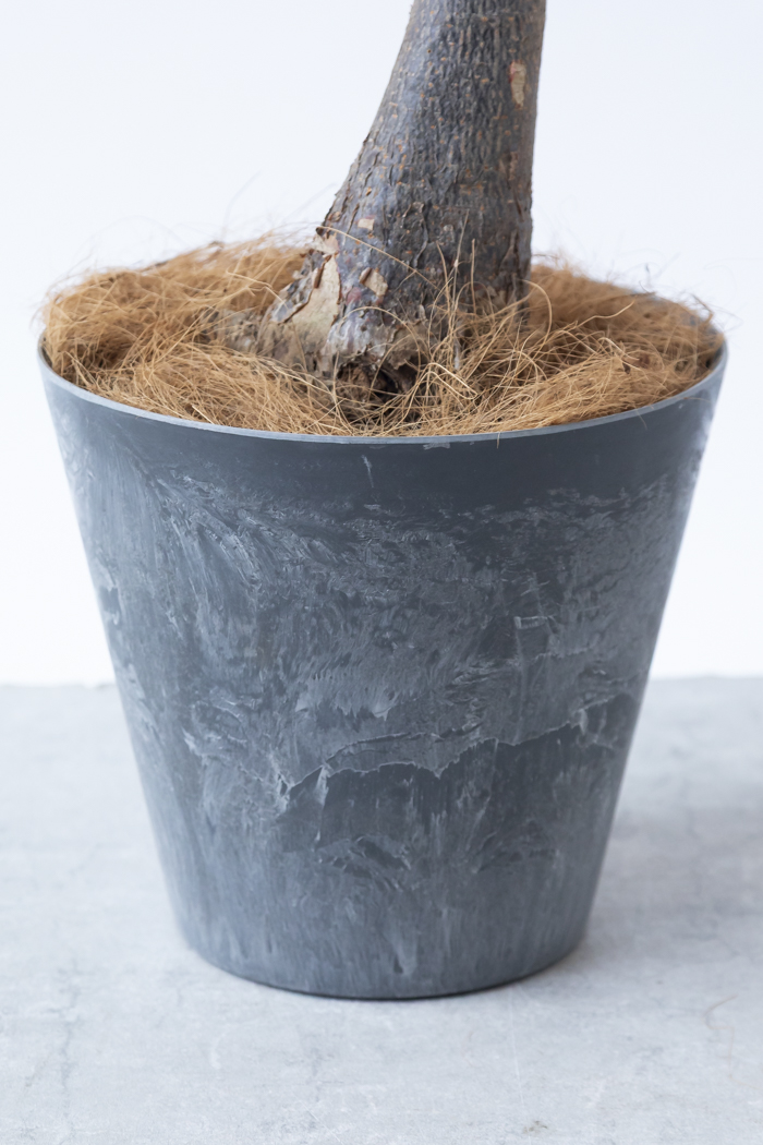 観葉植物 パキラ ミルキーウェイ（8号鉢）｜HanaPrime（ハナプライム）