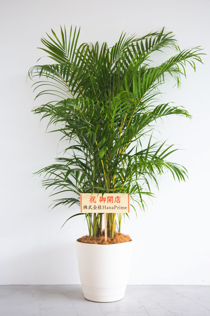 観葉植物 アレカヤシ（10号鉢）｜HanaPrime（ハナプライム）