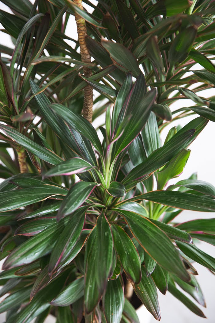 観葉植物 コルジリネサンゴ（8号鉢）｜HanaPrime（ハナプライム）