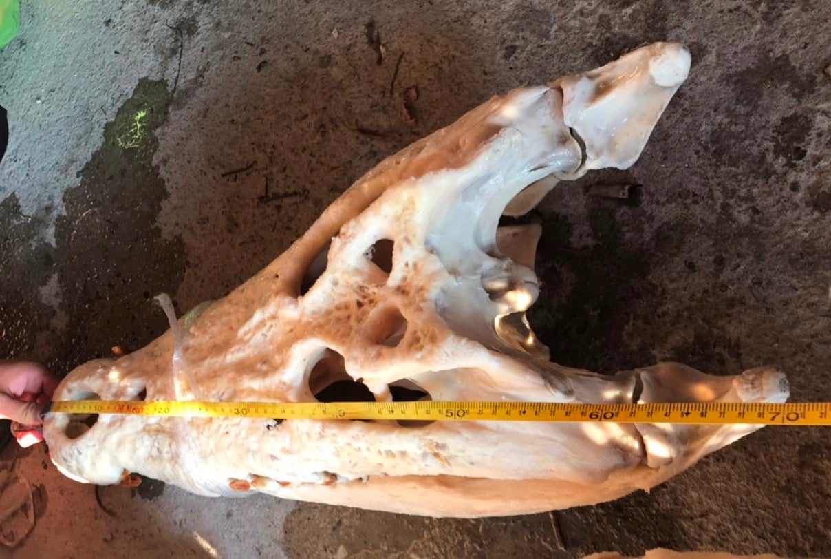 自宅を博物館に！？ホンモノの標本で生命の神秘に触れてほしい