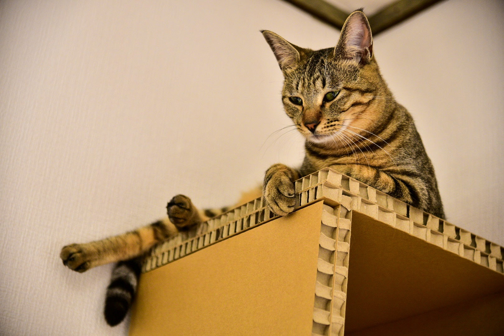 紙製ハニカムパネルで実現！猫が自由自在に遊べるキャットタワー