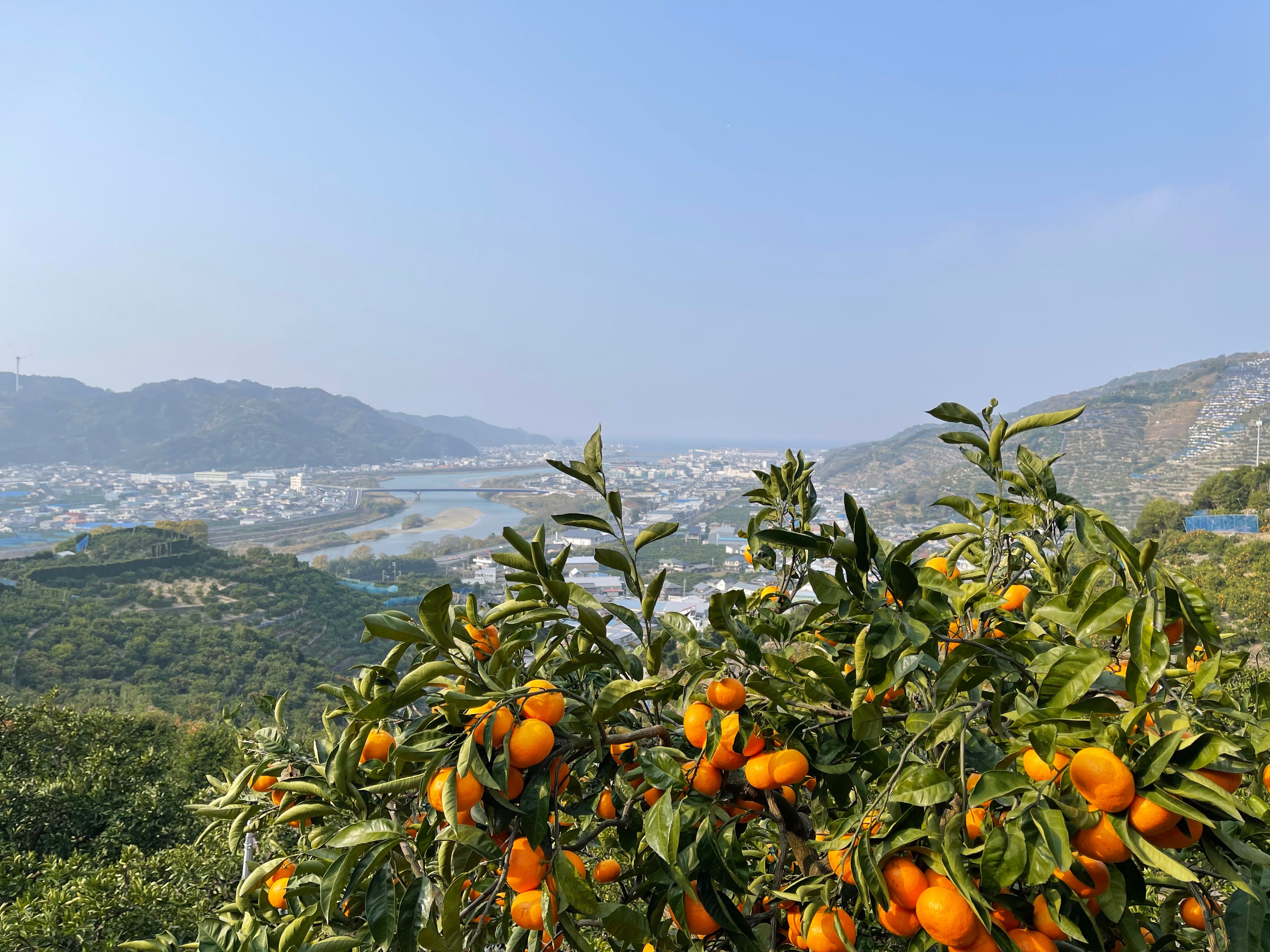 数量限定】新感覚！皮なしまるごと食べられるプレミアム冷凍みかん