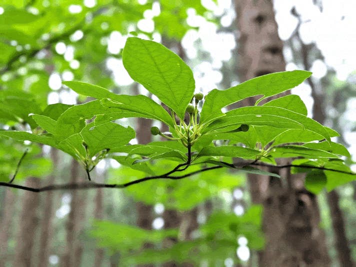 クロモジの魅力満載！深緑の生命力あふれる爽やかな香りとスイーツ