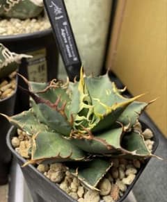 MEZCALERO seeds Agave OTEROI - メルカリ