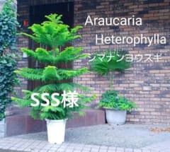 m45249273587_1.jpg?1733791252