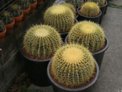 金鯱 サボテン キンシャチ 12号 ロックガーデン 超特大厳選品 観葉植物