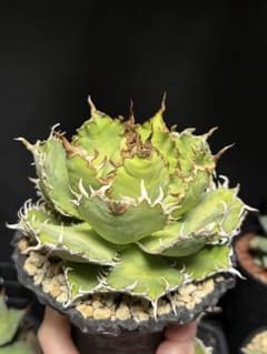 アガベ フィリグリー 中株 - メルカリ