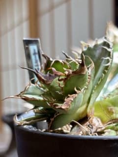 m47316670094_1.jpg?1761110878