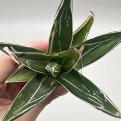 ア*ん様 【龍門】アガベ 特選 多肉植物 笹の雪の斑入り 白中斑 子株