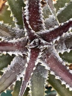 DBディッキア Dyckia Bill Baker hybrid #234 ⑴ - メルカリ