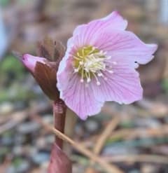 原種クリスマスローズ チベタヌス 四川省産 実生苗 - メルカリ