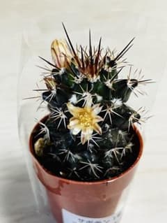 ✨現物①点限り✨超激レア✨黒棘 デュラ接降群生