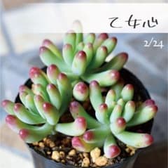 多肉植物【乙女心】セダム ポットごと or 抜き苗 6㎝ポット - メルカリ