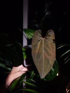 Anthurium AOS x RVDP 斑入り - メルカリ