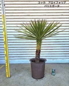 ユッカ アロイフォリア バリエガータ (斑入り千寿蘭) - メルカリ