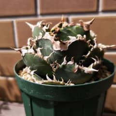 アガベ チタノタ 金剛 親株 - メルカリ