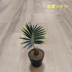 金環(奄美黄金)ソテツ 実生苗 - メルカリ