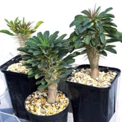 じぇむ様メルカリ便】ユーフォルビア ギラウミニアナ 3株セット 実生鉢