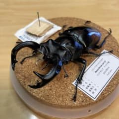 昆虫標本】パリーフタマタクワガタ ガラスケース入り - メルカリ