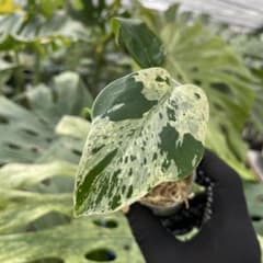 11モンステラ デリシオーサ ベトシオーサ 2寸ポリポット ネコポス発送