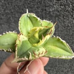 2142アガベ チタノタ 大白鯊錦 覆輪斑 精選子株 強白棘 狂棘 - メルカリ