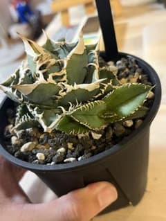 アガベ チタノタ 白豪刺 子株 - メルカリ