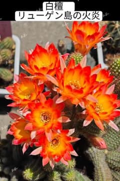 25-リューゲン島の火炎 2点セット 人気白檀花サボテン カキコ 開花