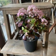 現品販売 金のなる木 桜花月 4号鉢サイズ 鉢植え カネノナルキ 金の