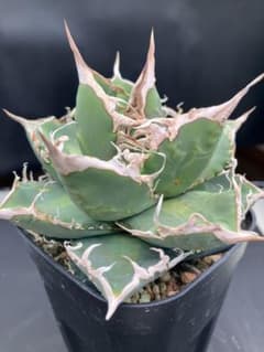 アガべチタノタ コブラ 【ラスト】 - メルカリ