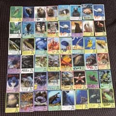 鳥羽水族館 コレクションカード - メルカリ