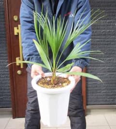 現品】ブラヘア・スーパーシルバー 8号 3G番 ヤシの木 椰子の木