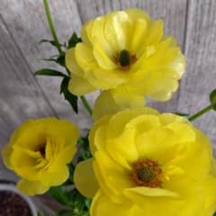 ラナンキュラスラックス ピュタロス3.5号ポット苗お値下げ中