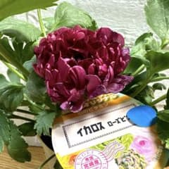 現品】ラナンキュラス♡綾園芸♡イカロスローズピンク♡3.5号ロング