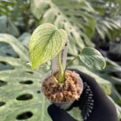 DM2モンステラ デリシオーサ ミント斑入り 2寸ポリポット ネコポス発送