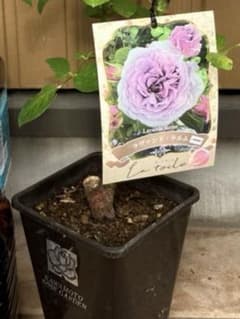 正規品接木バラ苗】河本 新品種ラヴァンドラルム ラベル付き （新苗