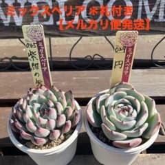 ミックスベリア ＊札付き 紫紺の矢、円 (抜き苗) - メルカリ