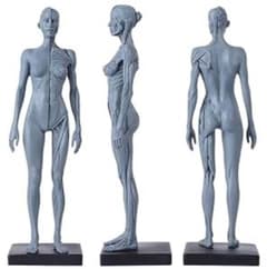 新品✨女性人体モデル人体模型約30cm台座付き筋肉構造学習用