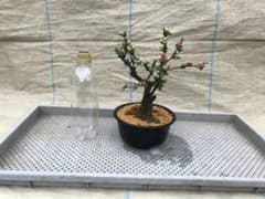 木瓜(ボケ)・放春花 日月星 5寸(咲分け保証品) - メルカリ