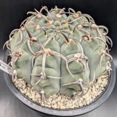 サボテン マミラリア コンプレッサ 白竜丸綴化 大株 6号菊鉢 | Shop at