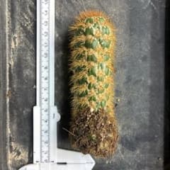 新品種 トリコセレウス スパキアナス スーパーモンストローサ 希少種 2