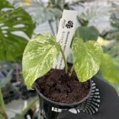 M55モンステラ デリシオーサ ホワイトモンスター 天津蘭 - メルカリ