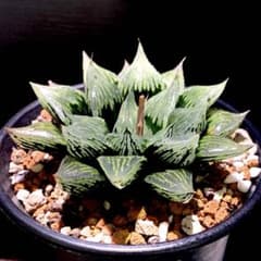 m61868155758_1.jpg?1712477978