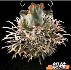 ビカクシダ P.willinckii dwarf 'OMG' 前葉体 管理③ - メルカリ