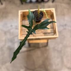 81 フィロデンドロン ベルアイル 激レア品種 新芽展開中 - メルカリ